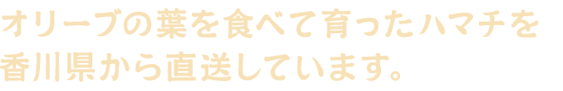 オリーブの葉を食べて育ったハマチを