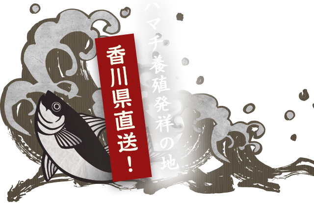 ハマチ養殖発祥の地香川県直送！